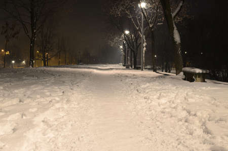 Night scene of a park alley in winter timeの写真素材