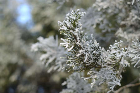 Branches of a conifer tree decorated with rime and hoarの写真素材