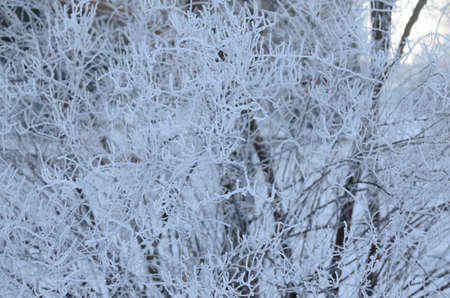Branches and twigs of a bush decorated with hoar frost and rime ice