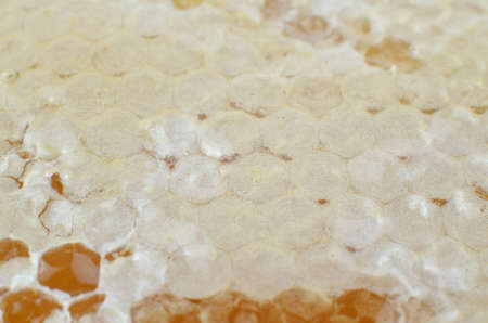 Blurred macro of honeycomb surface suitable for background