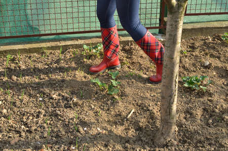 Woman's legs in red rubber boots with royal stewart tartan pattern in an orchardの写真素材