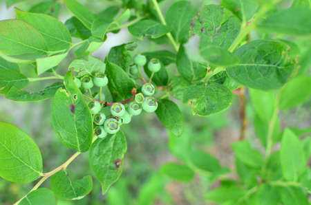 Green unripe blueberry on bush in a garden in springtimeの写真素材