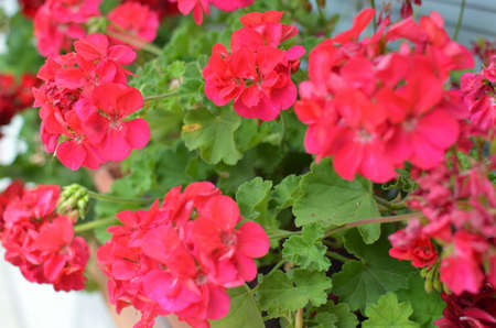 Lush red geraniums in blossom in spring