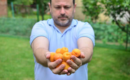 Man holding handfuls of just picked organic apricots in a gardenの写真素材