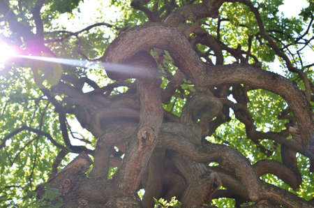 Sun beam against twisted branches of a tree in summertime