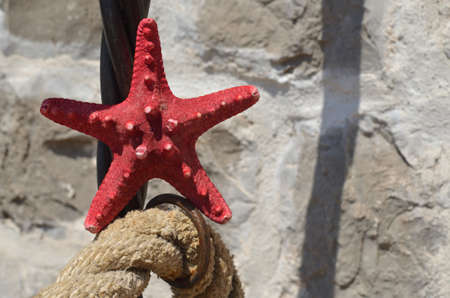 Red sea star with a stone wall in backgroundの写真素材
