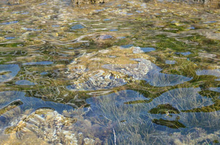Seaweed on a sea bottom seen through sea water