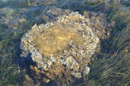 Seaweed on a rock under a sea surface