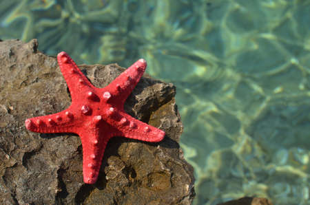 Red dried sea star on a rough sea rock surface, with a blue sea below itの写真素材