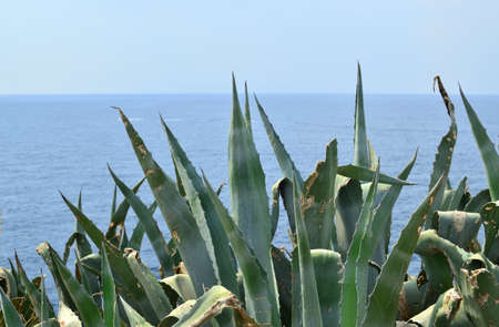 Wild coastal bushes and blue sea in summerの写真素材