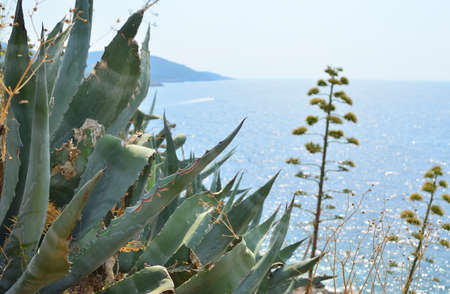 Wild coastal bushes on sea rocks with a sea belowの写真素材