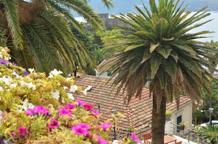 Lush Mediterranean plants and palm trees in summerの写真素材