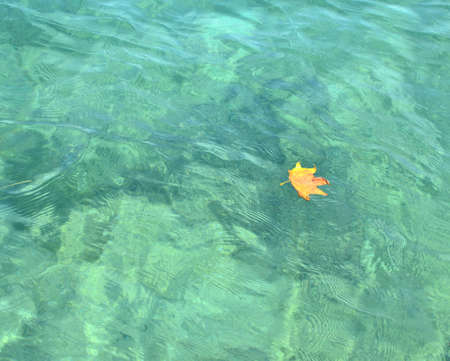 Dry yellow leaf floating on a blue sea water surfaceの写真素材