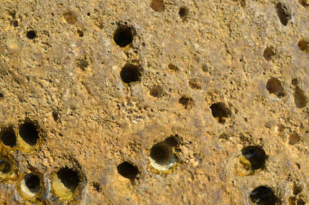 Close-up of a wet sea rock surface with small holes
