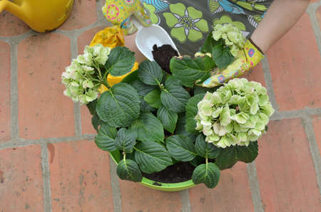 Woman adding fertilizing soil in a pot with lush flowers in a green pot