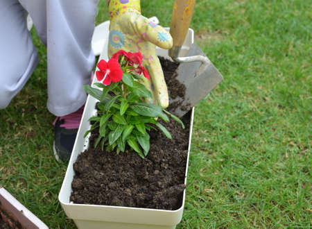 Hands in garden gloves re-potting red flower in a lush garden in spring