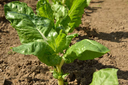 Row of planted Swiss chard seedlings in a backyard garden in spring