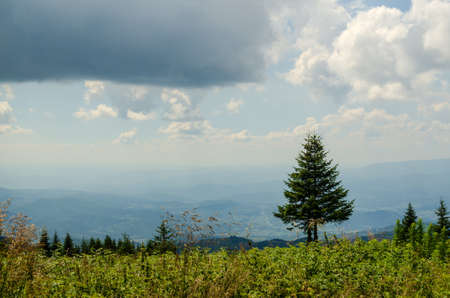 Conifer tree on top of a mountain, with hills and blue summer sky with white clouds far in the backgroundの写真素材