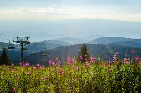 Bush of lush wild pink mountain flowers with hills and sky behindの写真素材