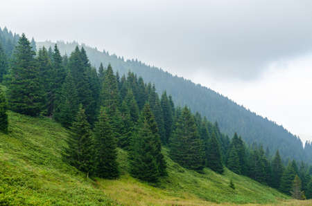 Landscape with hills covered with coniferous forestsの写真素材