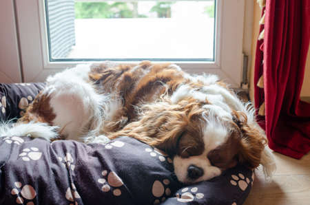 Adorable dog â Cavalier King Charles Spaniel â sleeping on a pillowの写真素材