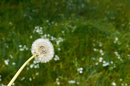 Blowball of a dandelion against green lawn