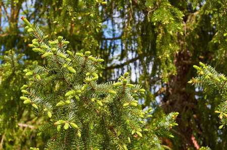 Branches of a fir tree under the sunlight in a vivid green color