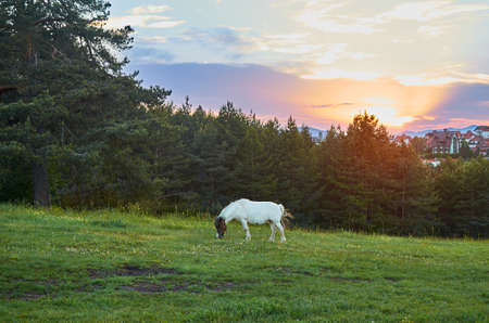 White horse grazing on a mountain pasture in sunsetの写真素材