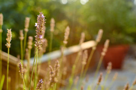 Detail of a lavender flower in a garden in summer
