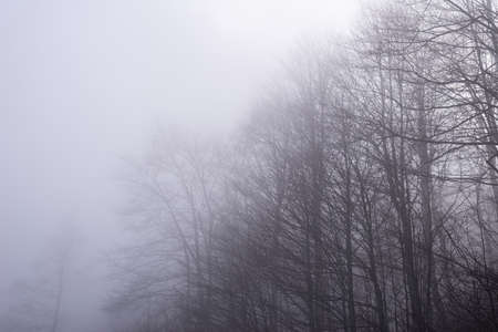 Bare tree branches on a hazy autumn dayの写真素材