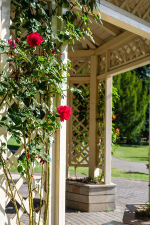 Red rose with its lush green branches - detailの写真素材