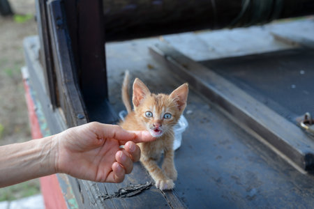 Hand petting an abandoned yellow kitten found in nature