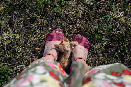 Yellow kitten is hiding between feet on the grassの写真素材