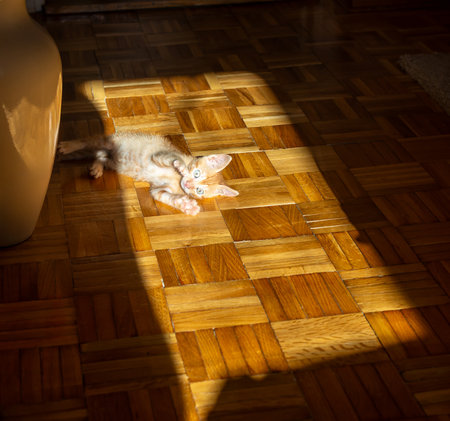 Adorable ginger kitten, just found, playing on a floor, kept in sunlight and surrounded by shadowの写真素材