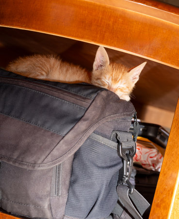 Charming orange kitten sleeping on a photograph bagの写真素材