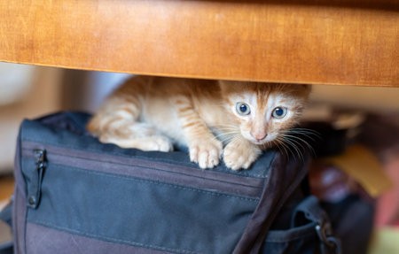 Charming orange kitten lying on a photograph bagの写真素材