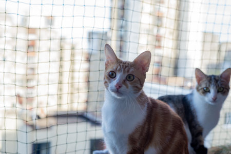 Two lovely cats - one ginger and the other half-tabby - resting on a balcony with a protective netの写真素材