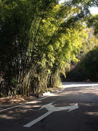 Wuyi Mountain bambooの写真素材