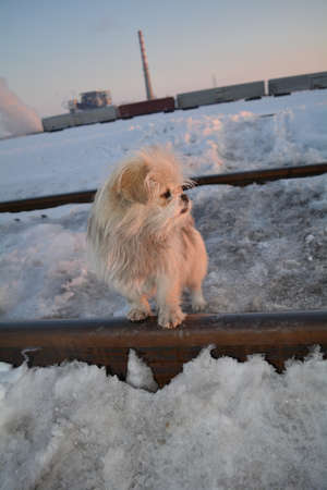 A dog at the snow