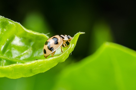 Beetleの写真素材