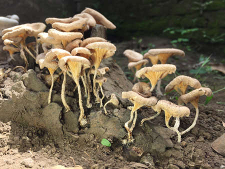 Close-up of a mushroom with a unique shape on the trunk of a long felled mango tree. Parasitic...