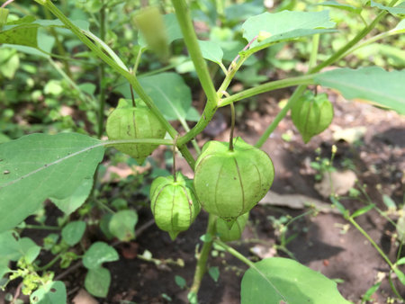 Physalis plants that grow in the yard, which are still rawの写真素材