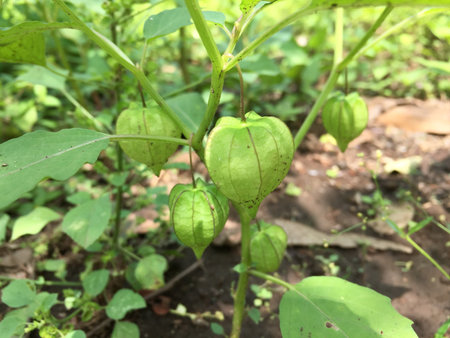 Physalis plants that grow in the yard, which are still rawの写真素材