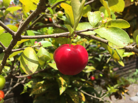 mini apples with beautiful colors that still hang on the tree