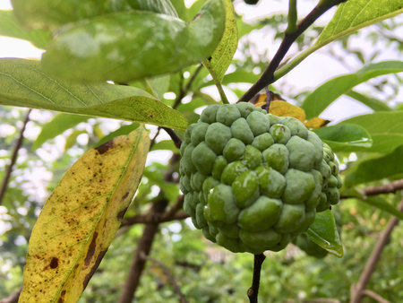 Fresh Organic Sugar Apple Sugar Apple Fruit still hanging on the treeの写真素材
