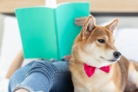 Little cute brown male Shiba Inu dog wearing red bowtie sitting aside waiting for unrecognizable unknown female girl owner who laying down on bed reading big green book in bedroom playing together.の写真素材