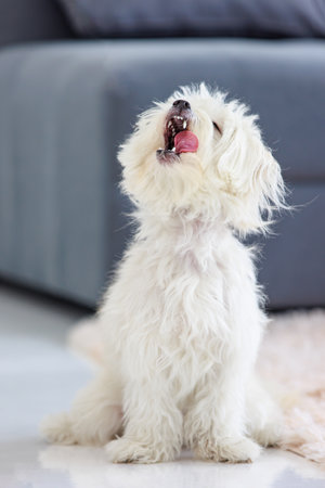Portrait closeup shot of playful cute happy best human friend companion domestic house dog white...
