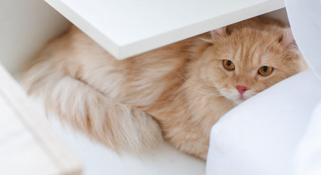 Portrait closeup head shot of little cute domestic tabby fluffy furry short hair companion pet pussycat kitty kitten laying lying down under counter bed resting relaxing alone in bedroom morning.の写真素材