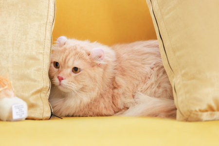 Portrait close up shot of little cute domestic orange fluffy furry long hair companion pet pussycat kitty kitten laying lying down comfortable on cozy yellow leather sofa couch alone in living roomの写真素材