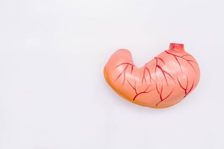 Close-up of Internal organs dummy on white background. Human anatomy model. Stomach Anatomy.の写真素材